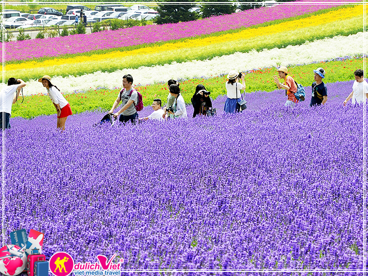 Du lịch Nhật Bản 5 ngày 5 đêm Hè 2017 ngắm hoa Lavender giá tốt